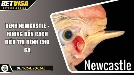 Bệnh Newcastle - Hướng dẫn cách điều trị bệnh cho gà 8 Bệnh Newcastle
