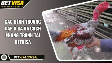 Các bệnh thường gặp ở gà và cách phòng tránh tại Betvisa 4 Các bệnh thường gặp ở gà