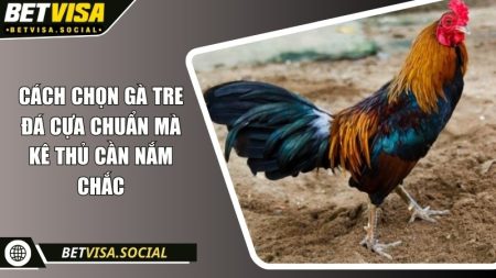 Cách chọn gà tre đá cựa chuẩn mà kê thủ cần nắm chắc 2 Cách chọn gà tre đá cựa