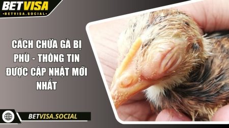 Cách chữa gà bị phù - Thông tin được cập nhật mới nhất 6 Cách chữa gà bị phù