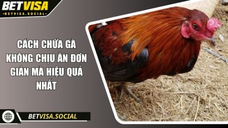Cách chữa gà không chịu ăn đơn giản mà hiệu quả nhất 5 Cách chữa gà không chịu ăn