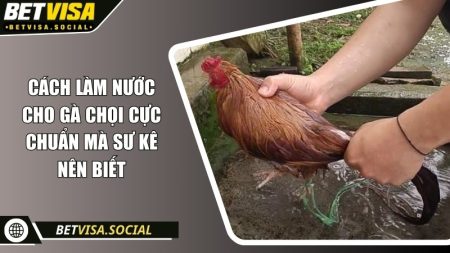 Cách làm nước cho gà chọi cực chuẩn mà sư kê nên biết 3 Cách làm nước cho gà chọi