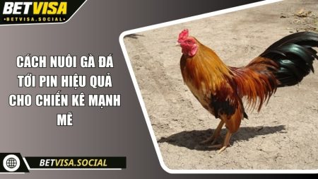 Cách nuôi gà đá tới pin hiệu quả cho chiến kê mạnh mẽ 11 Cách nuôi gà đá tới pin
