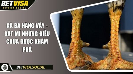 Gà ba hàng vảy