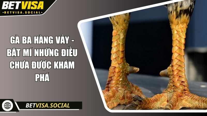 Gà ba hàng vảy