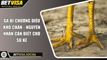 Gà bị chướng diều khô chân - Nguyên nhân cần biết cho sư kê 9 Gà bị chướng diều khô chân