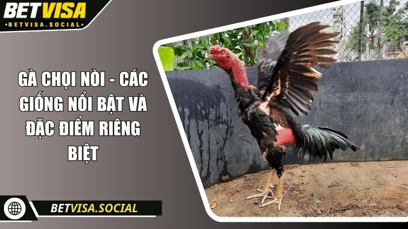 Gà chọi nòi