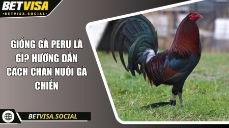 Giống gà Peru