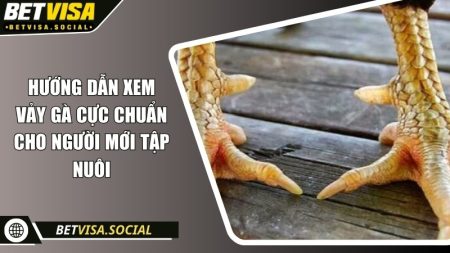 Hướng dẫn xem vảy gà cực chuẩn cho người mới tập nuôi 7 Hướng dẫn xem vảy gà