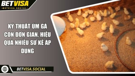 Kỹ thuật úm gà con đơn giản, hiệu quả nhiều sư kê áp dụng 10 Kỹ thuật úm gà con