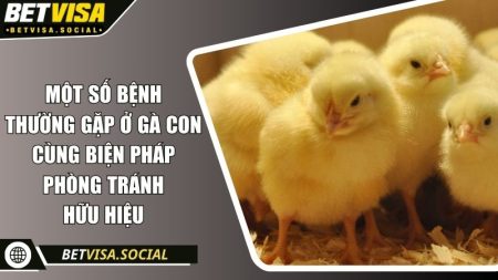 Một số bệnh thường gặp ở gà con cùng biện pháp phòng hữu hiệu 12 Một số bệnh thường gặp ở gà con